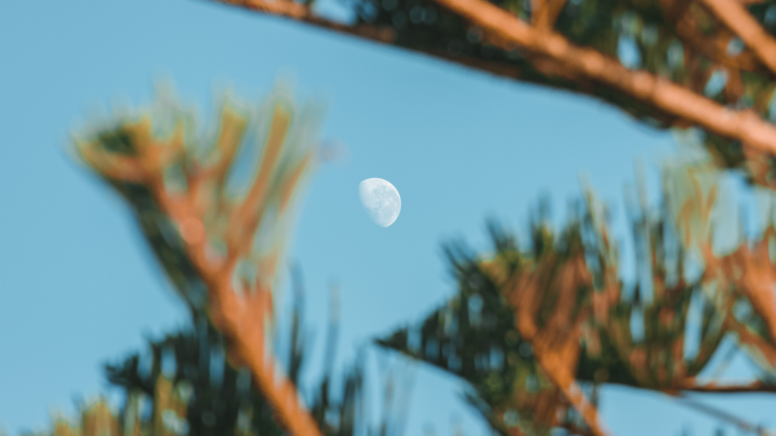 Set it Free Photography Capturing nature's beauty