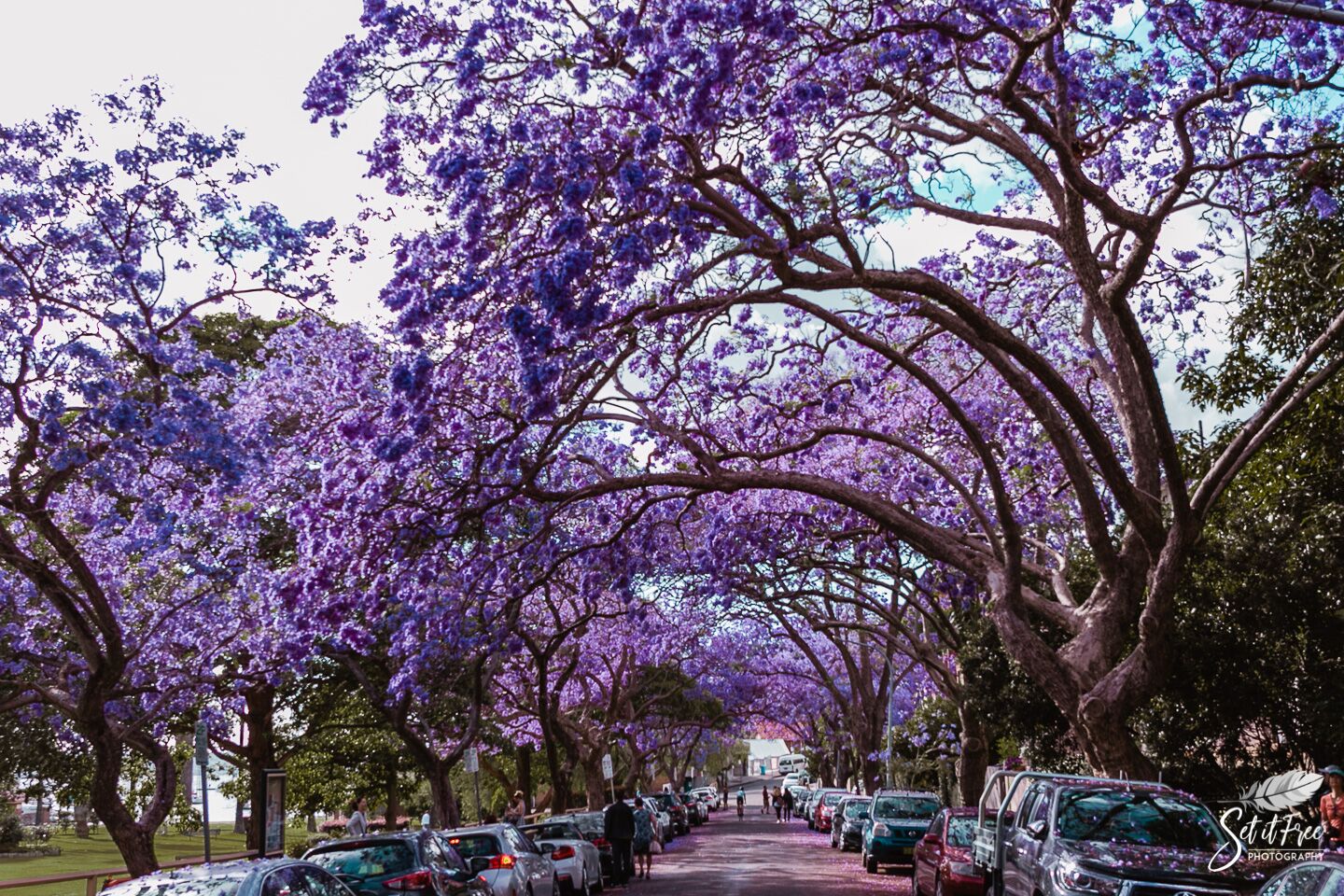 Jacaranda Tree Kirribilli Sydney