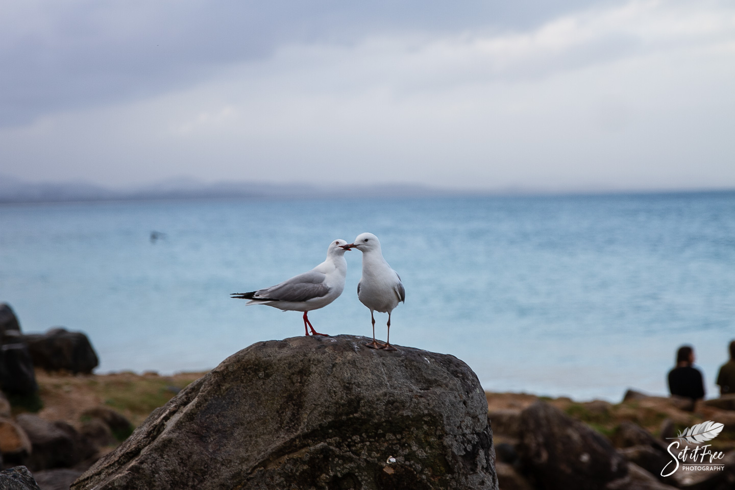 Birds in Byron